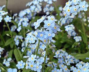 Vergissmeinnicht - Vergissmeinnicht, Blüten, Frühling, Frühblüher, blau, einjährig, Symbol, Freimaurer