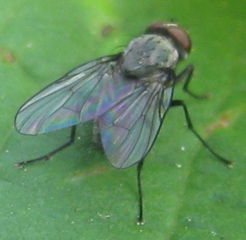 Fliege - Insekten, Fluginsekt, Zweiflügler, Sechsfüßer, Fliege, Flügel, Hautflügel, Netzaugen, Körperteile