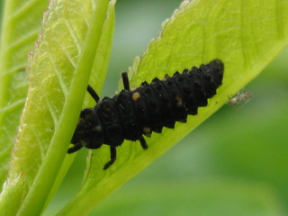 Marienkäferlarve - Insekten, Frühjahr, Larven, Marienkäfer, Entwicklungsstadium