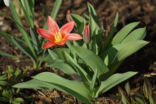Tulpe rot - Frühling, Frühjahr, Frühblüher, Tulpe, Blüte, Zwiebelgewächs, rot