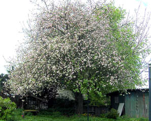Apfelbaum in voller Blüte - Apfelbaum, Kernobstgewächs, Rosengewächs, Obst, Frucht, Frühling, Frühjahr, Blüte, weiß, rosa, blühen, Baumblüte, Blüten