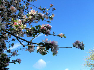 Apfelblüten - Apfelbaum, Apfelblüte, Baumblüte, Zweig, Kernobstgewächs, Rosengewächs, Obst, Frühling, Frühjahr, Blüte, Blüten, weiß, rosa, blühen, Garten, Baum