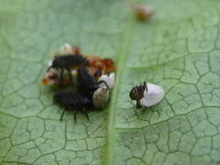 Marienkäferlarven beim Schlüpfen - Frühjahr, Insekten, Marienkäfer, Larven, Eier, schlüpfen, Nachwuchs