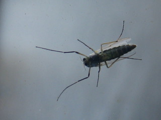 Insekt von unten - Insekt, Beine, Flügel, Fühler