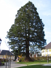 Mammutbaum #1 - Sequoia, Mammutbaum, kiefernartig, Zypressengewächs, Pyrophyten, hoch, immergrün, Wuchsform, Solitäre, solitär