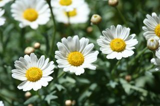 Margeriten - Margerite, Korbblütler, Zierpflanze, Wiesenblume, Blume, Zweikeimblättrig, krautig