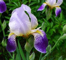 Schwertlilie - Iris, Schwertlilie, lila, blau, Heraldik, Lilie