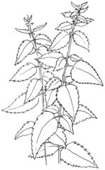 Brennnessel - sw - Brennnessel, Wildkraut, Heilpflanze, Schmetterlingsweide, Illustration