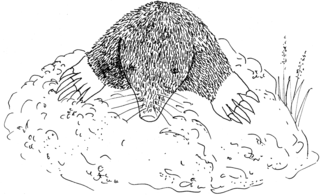 Maulwurf - sw - Maulwurf, Talpidae, Maulwurfshaufen, Illustration