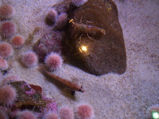 Seeigel - Seeigel, Stachelhäuter, Aquarium, Meer, Korallenriff, Riff