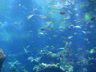 Füsiliere - Tiere, Fische, Aquarium, fusilier fish, Füsiliere, blau, gelb