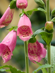 Fingerhut - Fingerhut, Giftpflanze, Blüte, Blume, Garten, Wegerichgewächs, Digitalis, rosa, pink