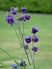 Akelei - Akelei, krautig, Gartengewächs, Gartenpflanze, Zierpflanze, veredelt, Hahnenfußgewächs, violett, lila