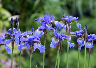 blaue Irisblüten - blau, Iris, Schwertlilie, krautig, Blüte, Blüten, Lilie, Gartenblume, Blume, Pflanze