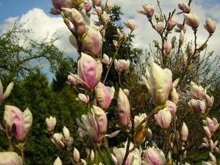 Magnolienblüte - Magnolie, Blüte, Ast, Zweig