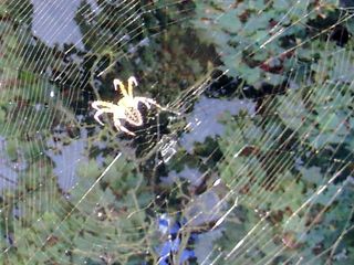 Spinne im Netz - Spinne, Netz, sonnig, Lichtreflexe, Blätterdach, Schreibanlass, Gliederfüßer, Spinnentiere, Häutungstiere