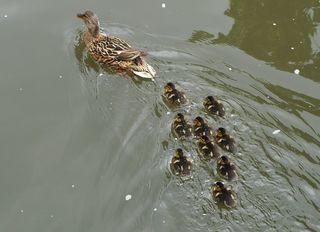 Entenfamilie #2 - Ente, Entenküken, Entenfamilie, Stockente, Vogel, Vögel, Familie, schwimmen, Wasservogel, Wasser, neun, Küken