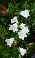 Glockenblume - Blume, Glockenblume, weiß, Blüte, Gartengewächse, Staubgefäße, Stiel, Stängel