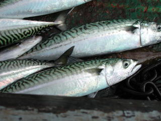 Fische - Makrele - Fische, Meer, Nordsee, Fisch, Kutter, Fischerei, Makrele, Makrelen, Nahrung, Essen, Verkauf