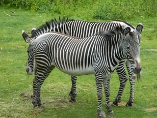 Zebras - Zebra, Unpaarhufer, Streifen, Pferd, Mähne, Grasfresser, Zoo, Gehege, schwarz-weiß, gestreift, Savanne, Tarnung, Camouflage
