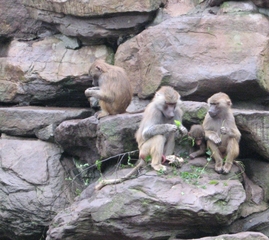 Pavian - Zoo, Affe, Pavian, Artenschutz, gefährdete Art, Backentaschenaffe