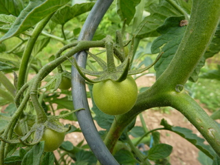 Tomate unreif#1 - Tomatenpflanze, Tomate, Tomate, Pflanze, Paradeiser, Paradiesapfel, Nachtschattengewächs, Blätter, grün, rot, unreif, reif, einjährig