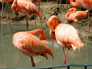 Flamingos#1 - Flamingo, Vögel, Kubaflamingo, Hals, Schnabel, rosa, Wasser