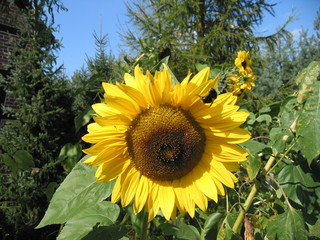 Sonnenblume mit Hummel - Sonnenblume, Blume, Spätsommer, Herbst, Korbblütler, Blüte, gelb, Hummel