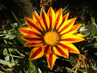 Mittagsblume - Dorotheanthus bellidiformis, Mittagsblume, Blume, gelb, Korbblüter