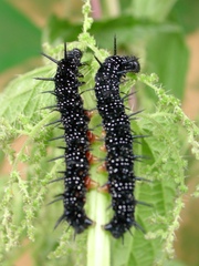 Tagpfauenauge: Von der Raupe zum Schmetterling - Schmetterlinge, Raupen, Natur, Sachunterricht, zwei, Tagpfauenauge, Entwicklung, Falter, Schmetterling, Insekten