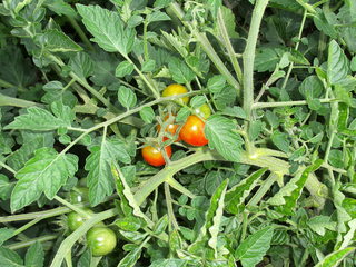 Tomaten - Tomate, Tomaten, wachsen, reifen, Blüte, Frucht, Gemüse, rot, grün, unreif, Garten, Nutzpflanze, Nachtschattengewächs
