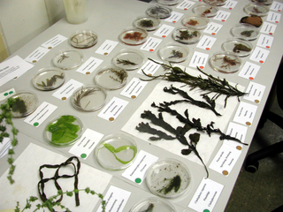 Algen in Petrischalen - Algen, Labor, Petrischalen, Meer, Forschungsstation, Forschung, Helgoland, Alge