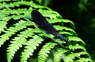 Blauflügelprachtlibelle   #1 - Libelle, Blauflügelprachtlibelle, Calopteryx virgo