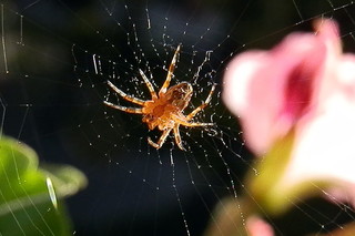 Junge Spinne wartend - Spinne, Nahrung, Nahrungsaufnahme, Netz, Spinnennetz, Beute, Beutetier, Webspinne, acht, fressen, Webnetz, Radnetzspinne, Gliederfüßer, Spinnentier, räuberisch