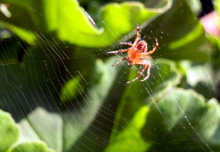 lauernde Spinne - Spinne, Nahrung, Nahrungsaufnahme, Netz, Spinnennetz, Beute, Beutetier, Webspinne, acht, fressen, Webnetz, Radnetzspinne, Gliederfüßer, Spinnentier, räuberisch