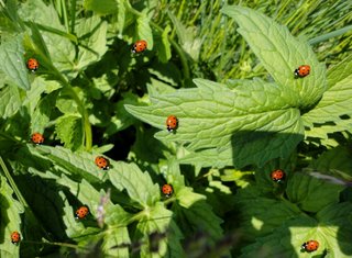 Marienkäfer auf grünen Blättern - Marienkäfer, Pflanze, rot, schwarze Punkte, biologische Schädlingsbekämpfung