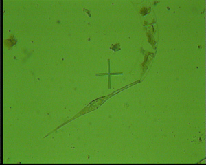 Ceratium fusus - Plankton, Algen, Kieselalgen, Phytoplankton, Meer, Nordsee, Mikroskopie, Alge, Bakterie