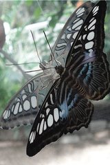 Schmetterling: Brauner Segler - Schmetterling, Edelfalter, tropische Falter, Brauner Segler, Parthenos sylia, braun, fliegen, Schmetterlingspark, Spiegelung, Symmetrie