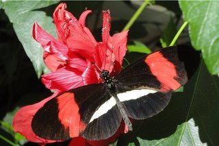 Schmetterling: Postmann-Falter - Schmetterling, Edelfalter, tropische Falter, Heliconius melpomene, fliegen, Schmetterlingspark