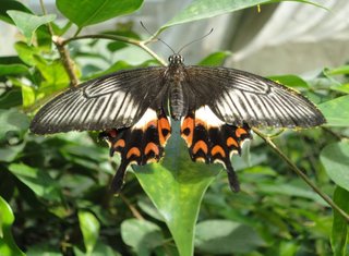 Schmetterling: Weiße Rose - Schmetterling, Papilionidae, tropische Falter, Weiße Rose, schwarz, fliegen, Schmetterlingspark, Australien, Insekt