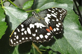 karierter Schwalbenschwanz - karierter Schwalbenschwanz, Papilio demoleus, Ritterfalter, Insekt, Chequered Swallowtail