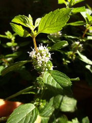 Ingwerminze - Minze, Ingwerminze, Blüte, Lippenblütengewächs, Gewürzpflanze, Tee
