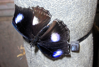 Hypolimnas misippus (Danaid Eggfly) - Schmetterling, Tagfalter, Edelfalter, Afrika