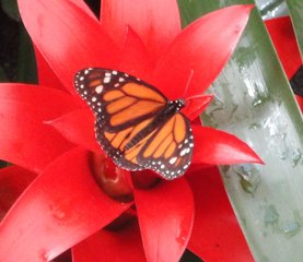 Schmetterling Monarch - Schmetterling, Schmetterlingspark, Edelfalter, Symmetrie, orange