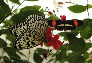 Schmetterling:  Postmann-Falter u. Weiße Baumnymphe - Schmetterling, Schmetterlinge, Tagfalter, Edelfalter, fliegen, Schmetterlingspark, tropische Insekten
