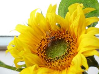 Schwebfliege auf der Sonnenblumenblüte - Sonnenblume, Schwebfliege, Fliege, fliegen, Blume, Blüte