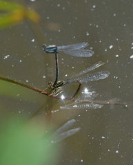 Libellen bei der Paarung - Libellen, blaue Federlibelle, gemeine Federlibelle, Federlibelle, Platycnemis pennipes, Paarung, Fortpflanzung, Eiablage, Teich