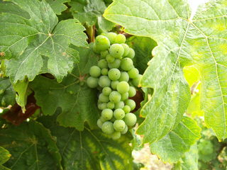 Weintrauben - Wein, Traube, Wein, Weinlese, Weinreben, Rebe, Landwirtschaft, Weinbau, Trauben, Weintrauben