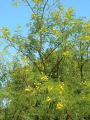 Mimose#1 - Baum, Silber-Akazie, Falsche Mimose, gelb, Acacia dealbata, Akaziengewächs, Blüten, Frühling