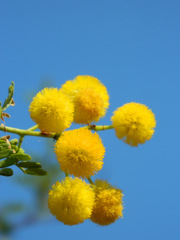 Mimose#3 - Baum, Silber-Akazie, Falsche Mimose, gelb, Acacia dealbata, Akaziengewächs, Blüten, Frühling